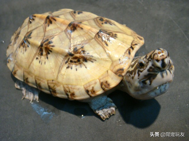 墨西哥巨蛋龟孵化,墨西哥巨蛋龟