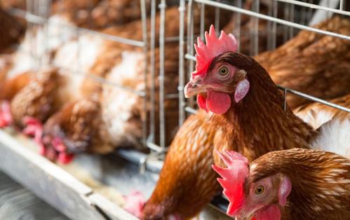 蛋鸡缺钙吃什么补钙,蛋鸡补钙能提升蛋壳质量和厚度么