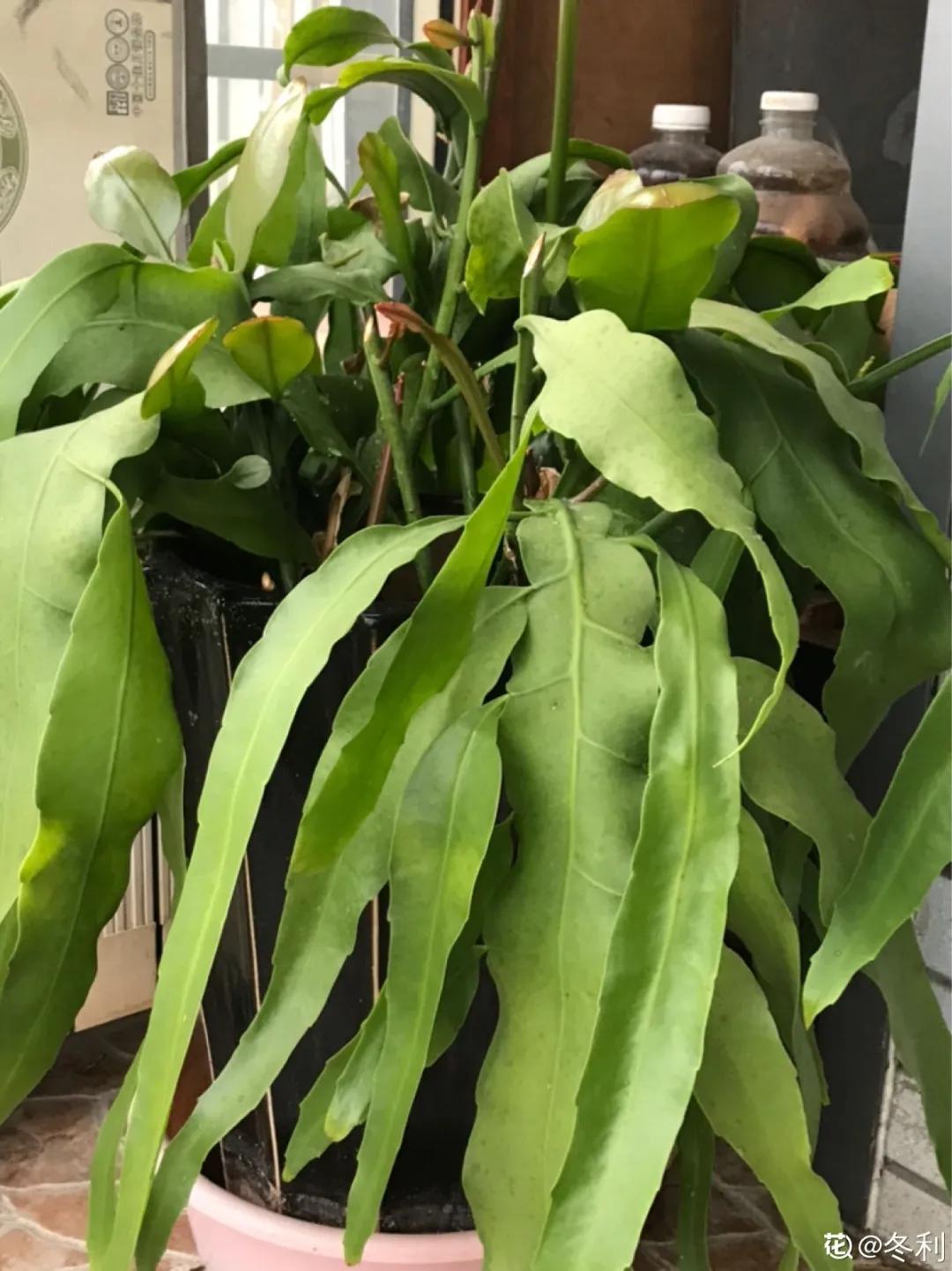 扦插花的养殖方法和技巧,养花扦插有妙招多肉