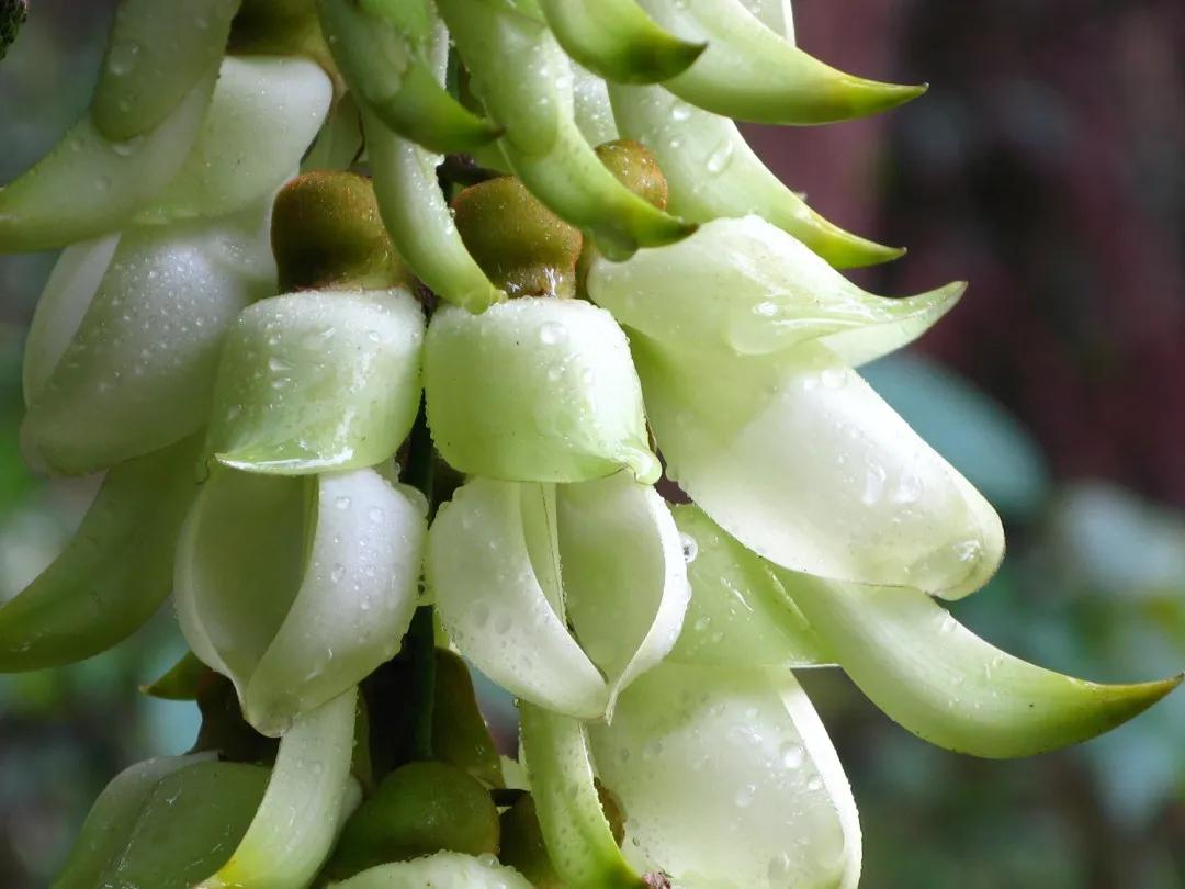 遇见芙蓉是啥意思,遇见芙蓉川菜