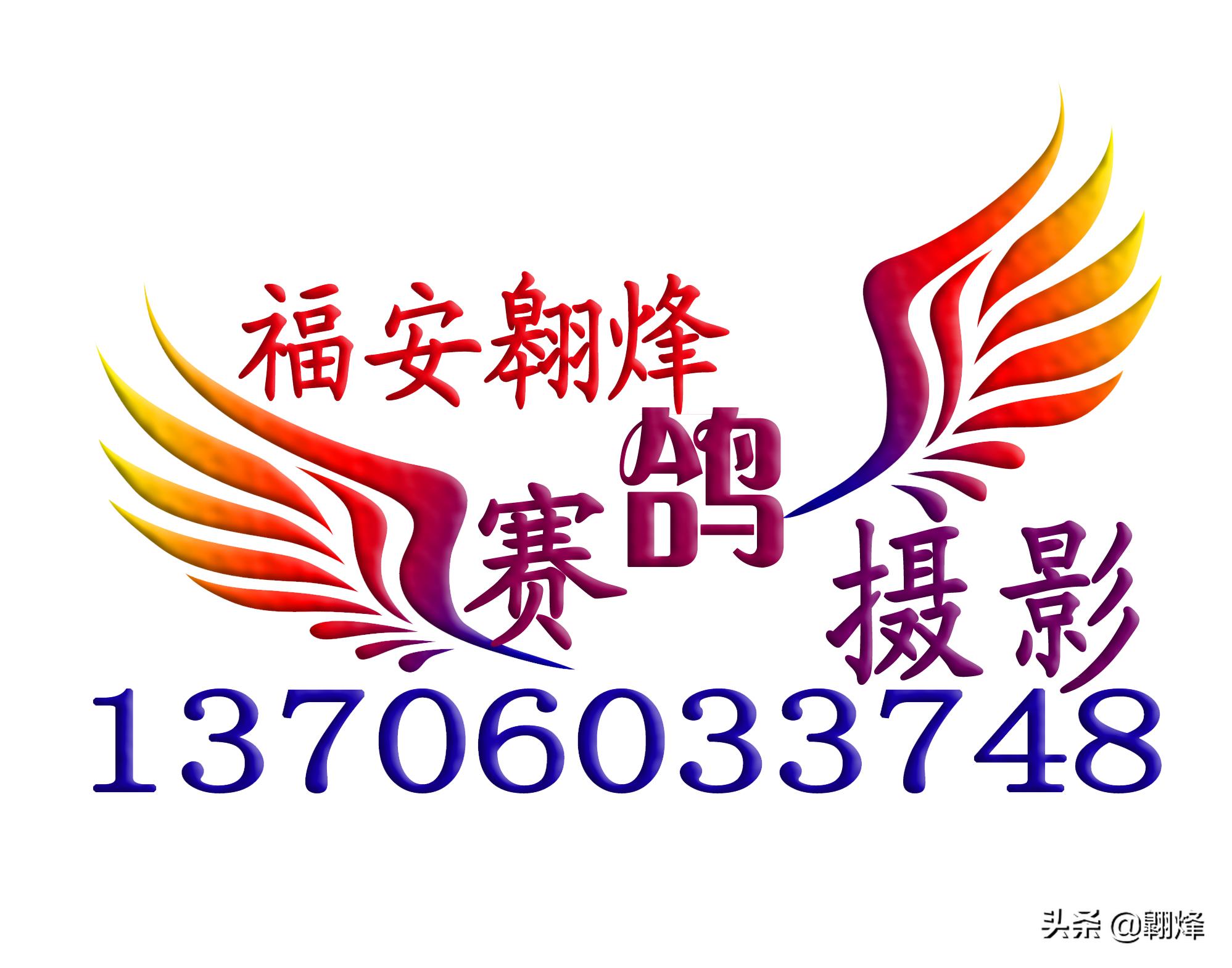 鸽友关注,赛鸽信鸽爱好者