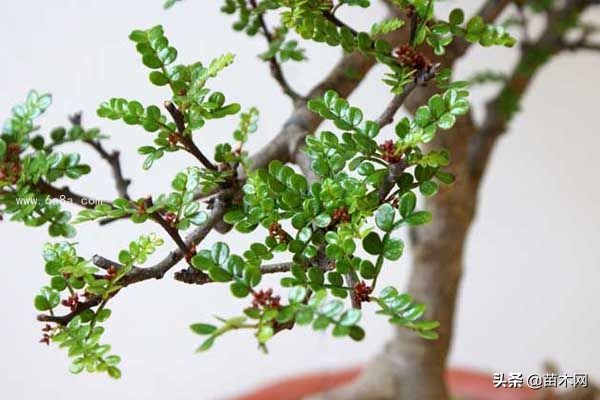 收藏！关于清香木最常用养护知识