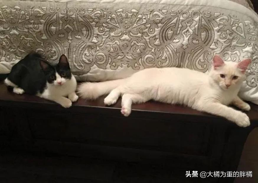 两只猫被收养后的幸福生活,两只流浪猫被收养后的幸福生活