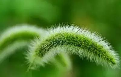 摄影艺术100种花的花语太全了,100种花卉和花语