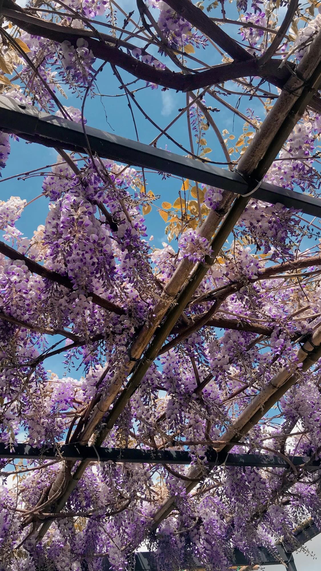 惆怅春归留不得抒发了什么感情,惆怅春归