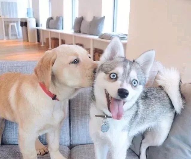 狗子绝育后的绝望,狗子绝育是不是就安稳了