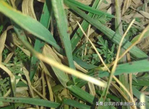 麦子蜘蛛怎么防治,小麦麦蜘蛛防治方法