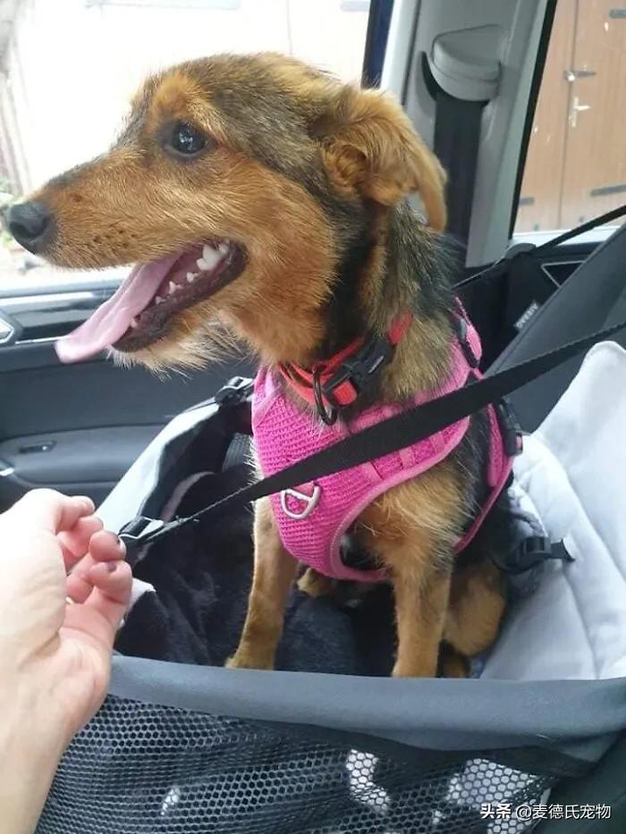 小狗狗捡回来后的成长,捡到一只小狗狗把它带回家