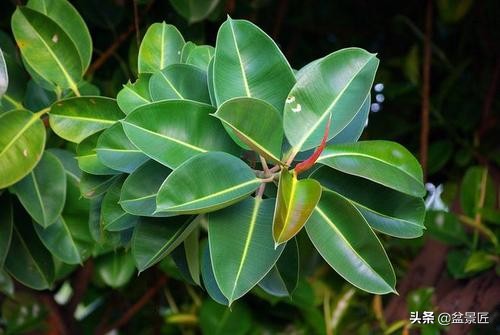 夏天不宜养的10种花,适合夏天养的4种花卉简单又漂亮