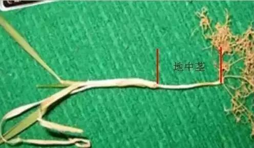 小麦枯萎发黄死苗怎么回事,小麦发黄有死苗什么原因怎样治