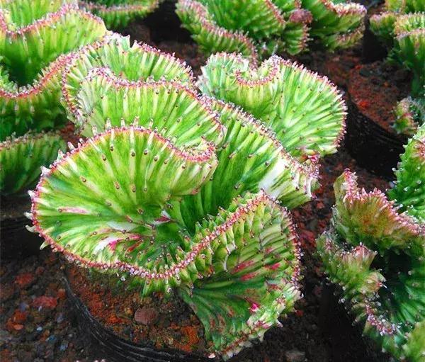 霸气侧漏的多肉植物,霸气的多肉