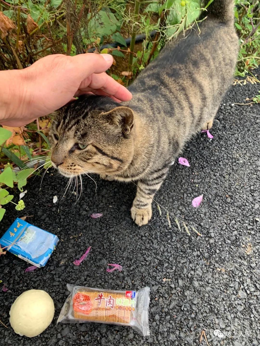 一只宠物猫在外面可以活多久,单独养一只猫它会孤独吗