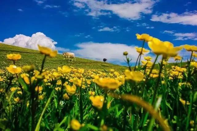 停下脚步聆听风的声音,停下脚步聆听歌声