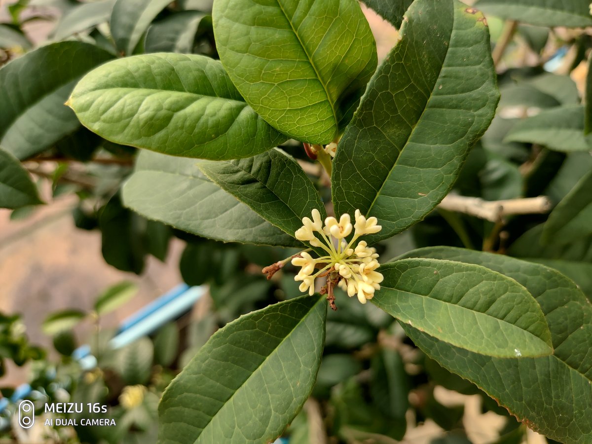 执着于细节打磨，它比前代强太多！魅族16s详细评测