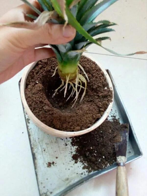 空气菠萝怎么种,菠萝叶子怎么种