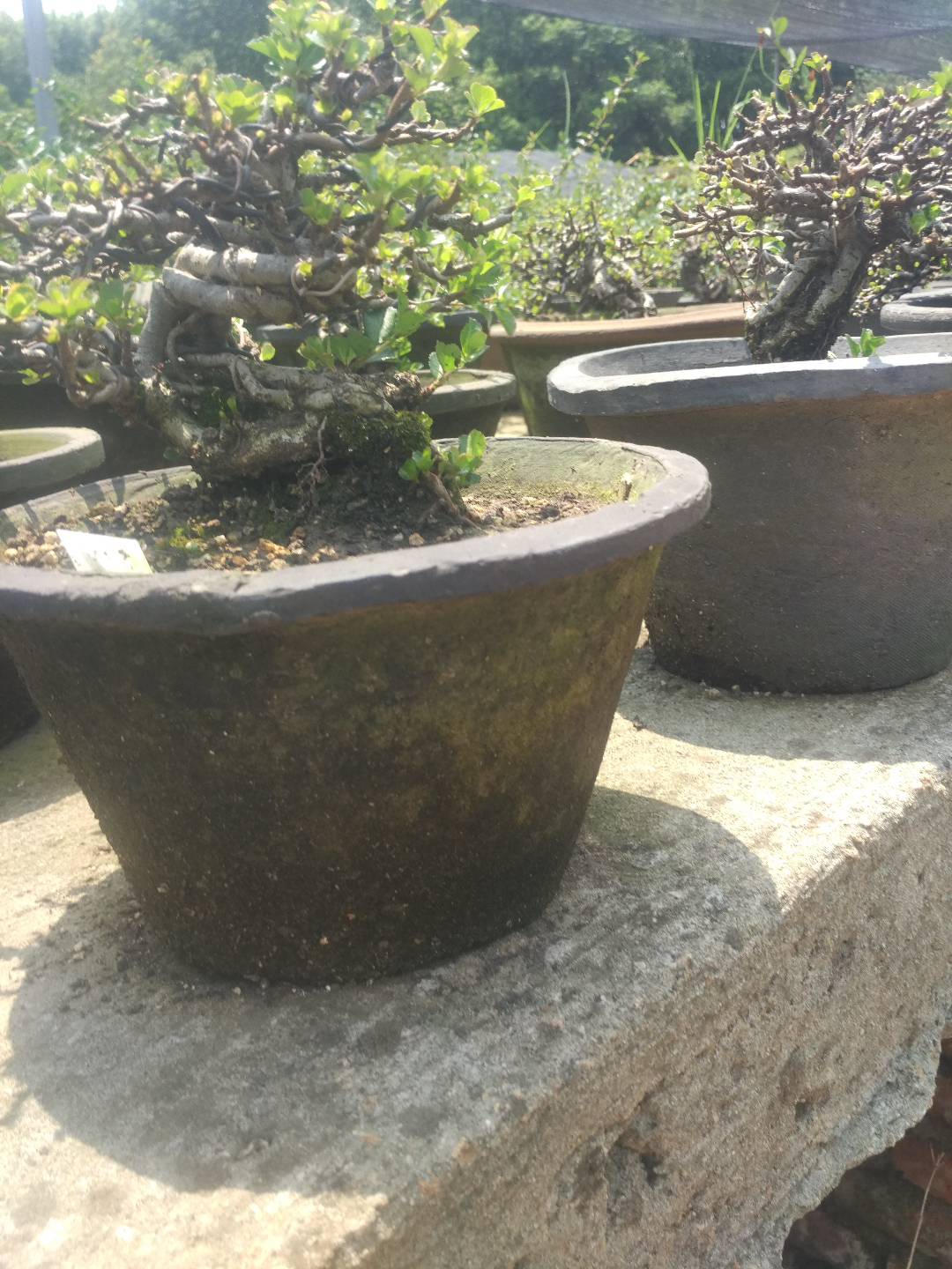 掌上盆景100种,掌上盆景