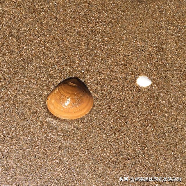 东戴河沿海渔家院蒸汽海鲜,辽宁东戴河渔家小院