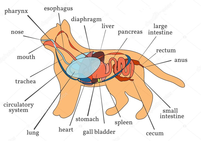 肺部结节跟猫咪有关系吗,辟谣得了肺结节