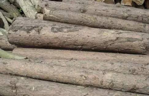 木头知识大全100条,木头种类大全及图片