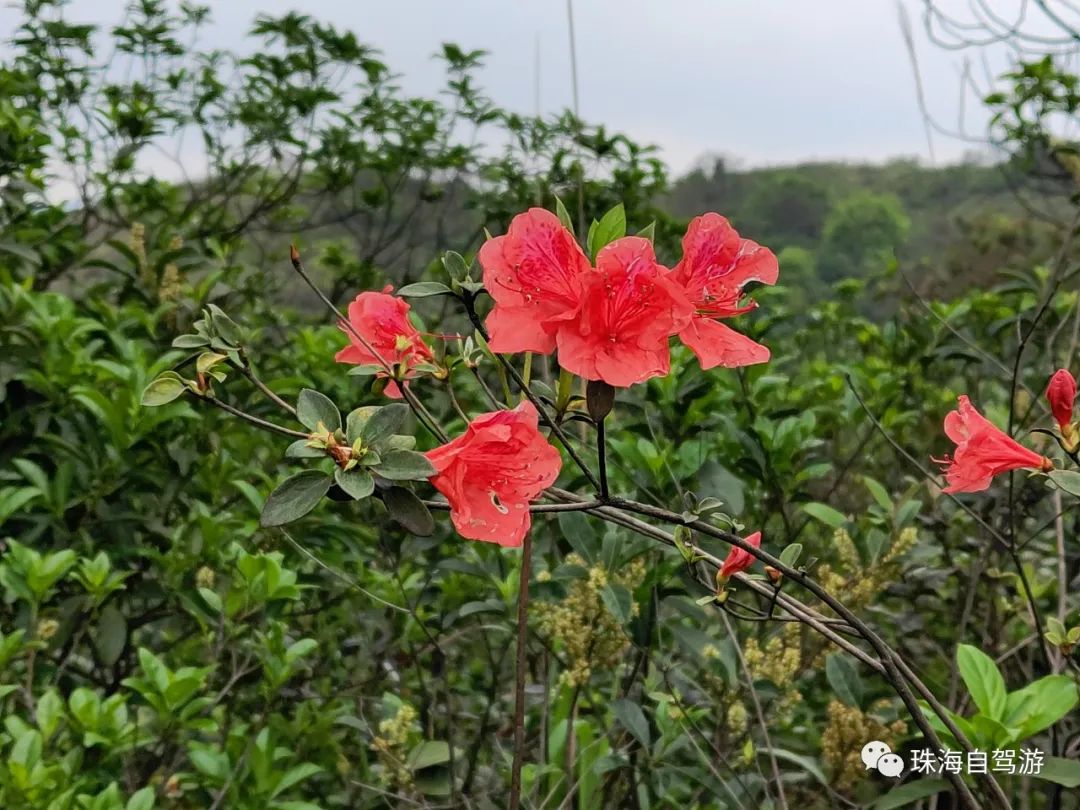 江门鹤山昆仑山徒步路线,鹤山昆仑山徒步行走路线