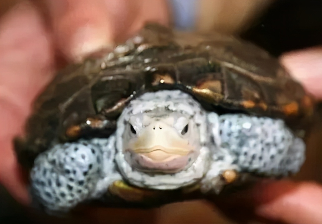 龟类大百科,大眼睛龟类