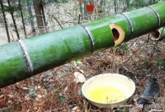 竹子酒到底好不好喝,竹子酒属于什么酒