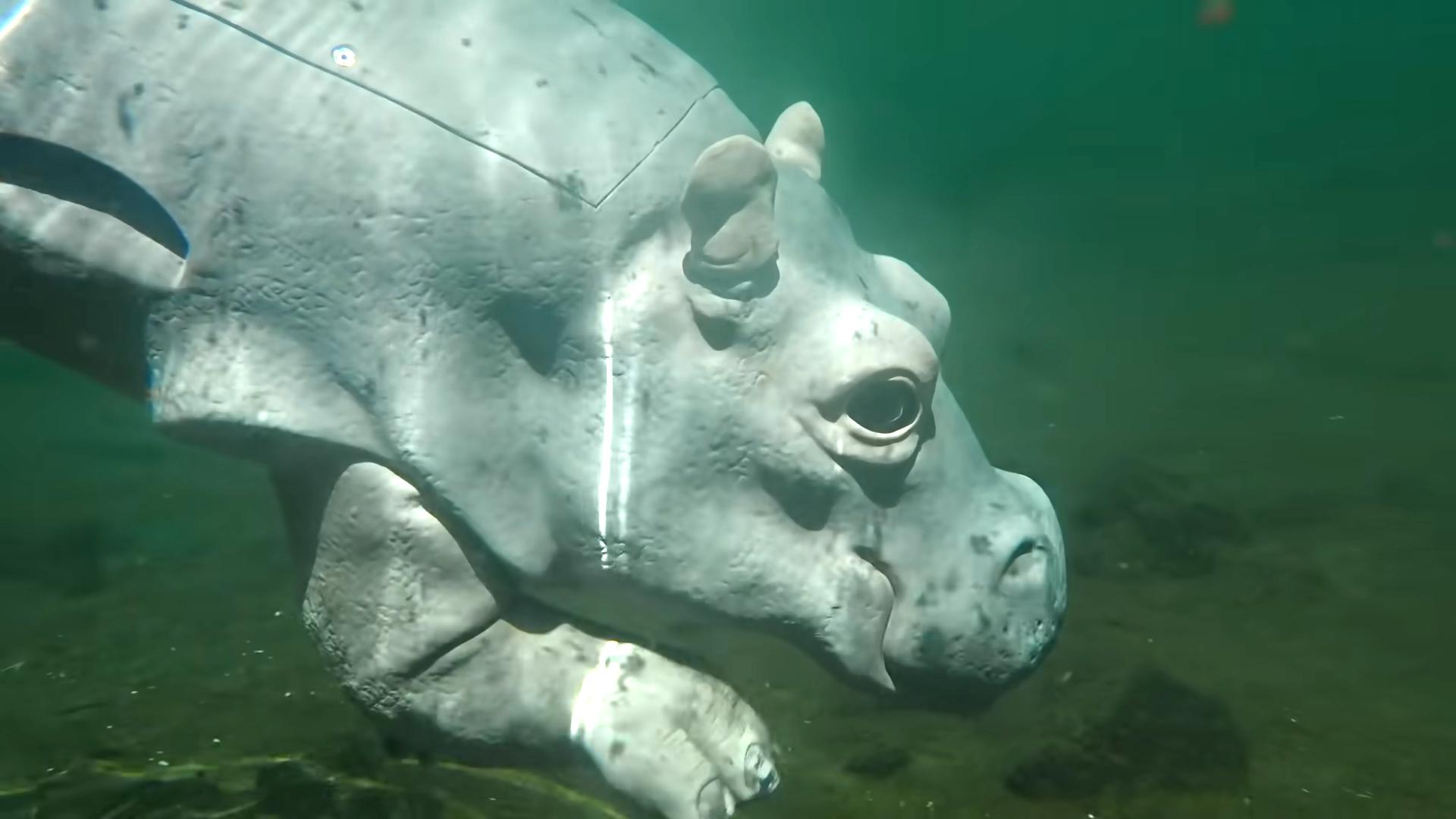 河马攻击河马吗,河马为什么会怕鳄鱼