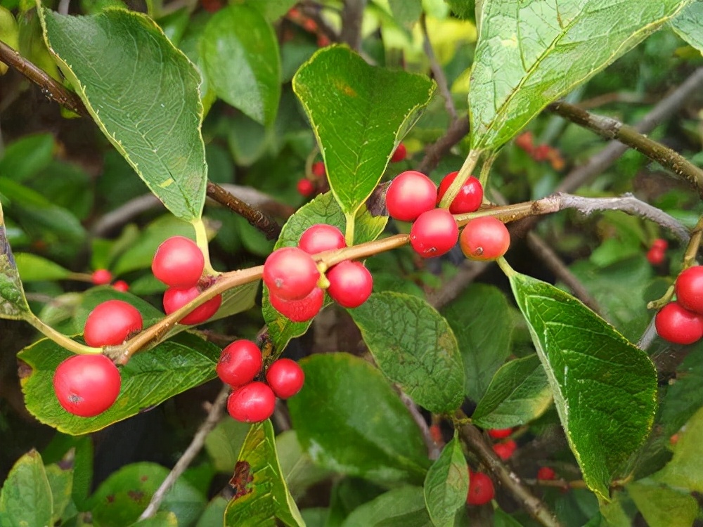 什么品种的冬青树比较好,北美冬青红遍中国