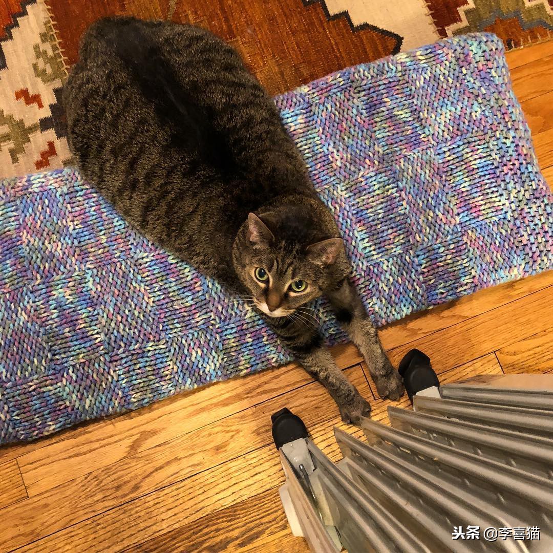 冬天到了铲屎官应注意些什么,铲屎官春季注意事项