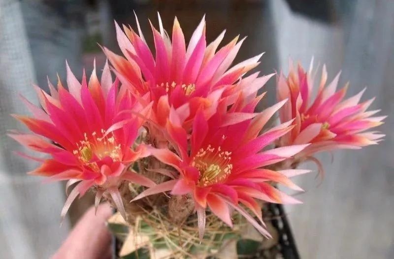 100种仙人球花图片,100种仙人球的品种视频