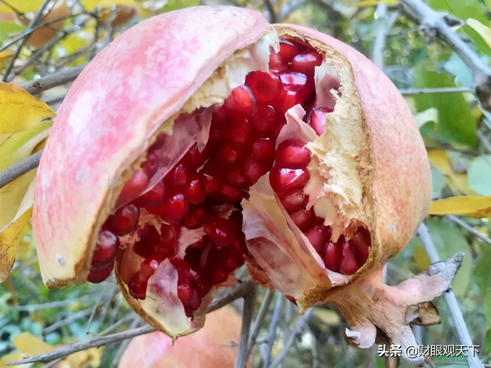 不能错过当地水果,不能错过美味的水果