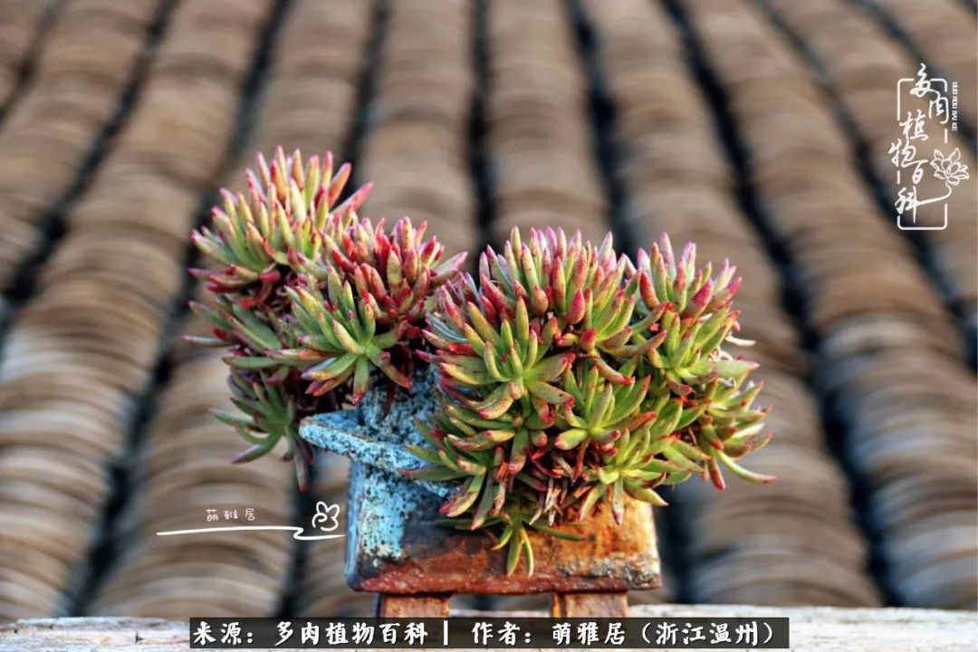 多肉最美的季节已来到,多肉最美的季节来临