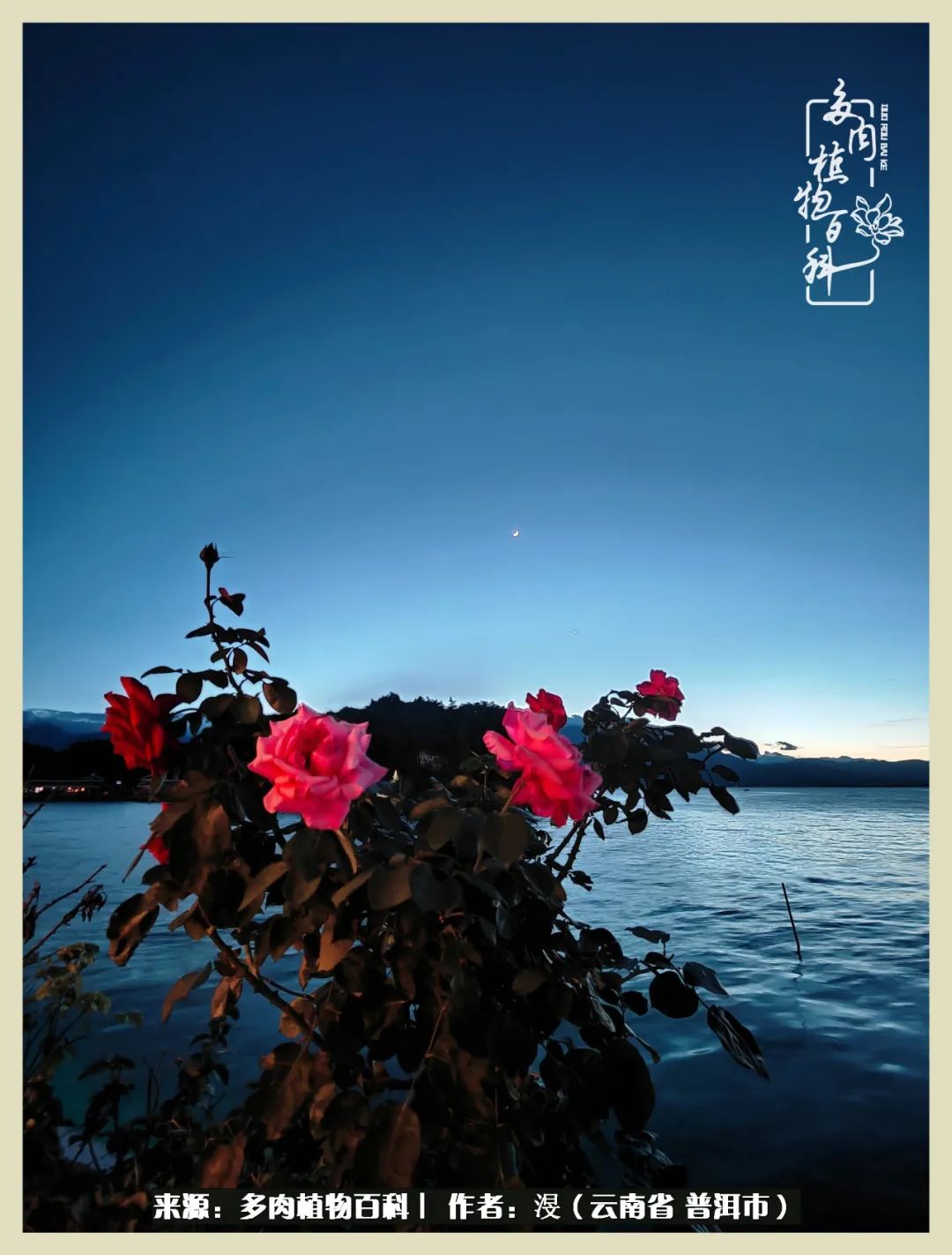 深情不及久伴,厚爱无需多言,择一“爱”,护一生