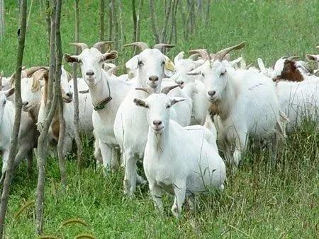 养羊养1000只羊一年能挣多少钱,养羊怎样利润最大