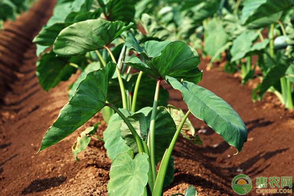芋头每亩种多少苗,芋头种的价格