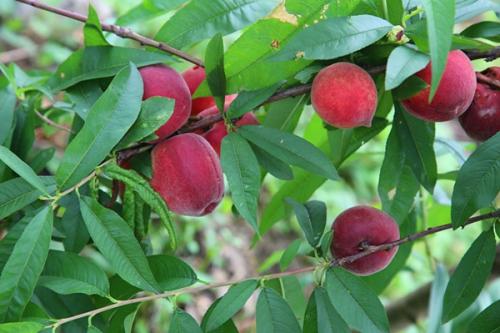 桃子出现蛀孔？很有可能是因为这种虫子，防治措施一定要做好