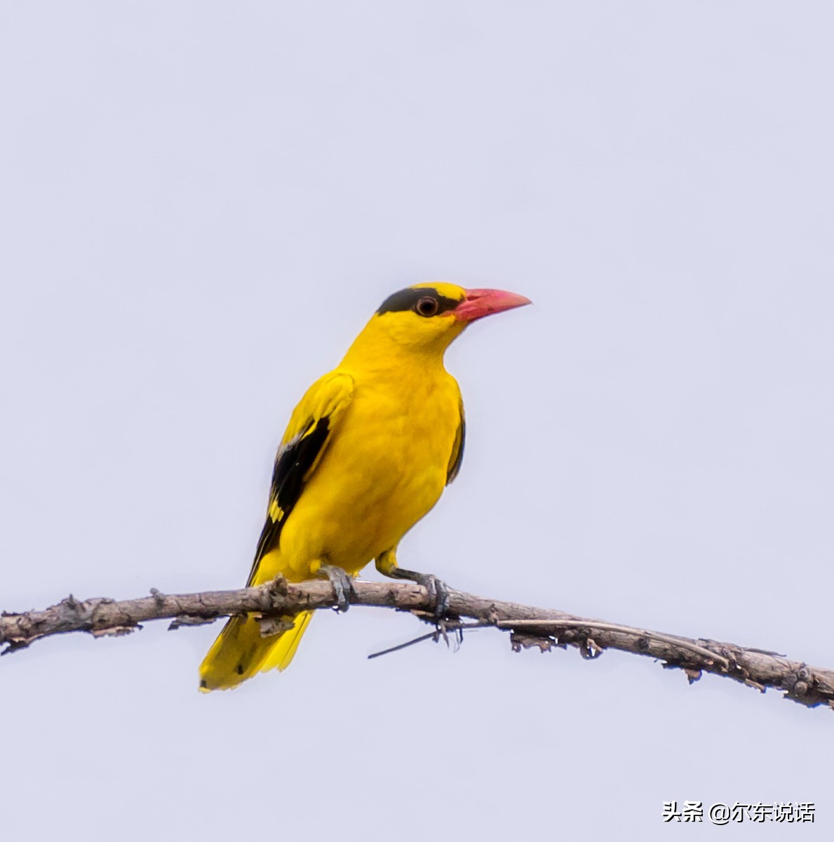 诗札丨陈先发《裂隙九章》蕴涵的哲学思辨与禅意美学