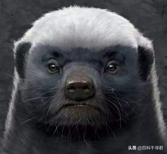 平头哥蜜獾被眼镜黄蛇咬昏过去,蜜獾被眼镜蛇咬会不会中毒视频