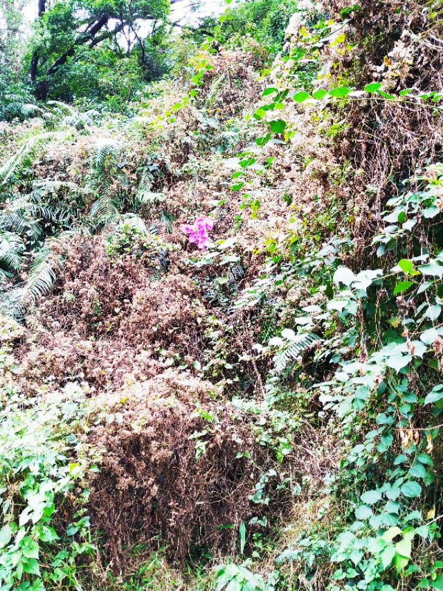 周日跟随珠海户外网板樟山游记