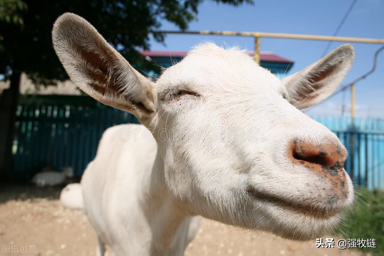 羊太瘦了怎么样增肥,羊怎么越养越瘦