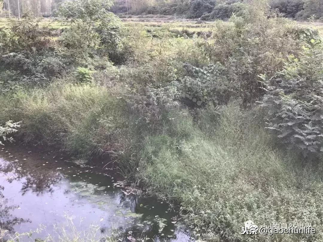 大草龟和小草龟谁好养,变异草龟和草龟的区别