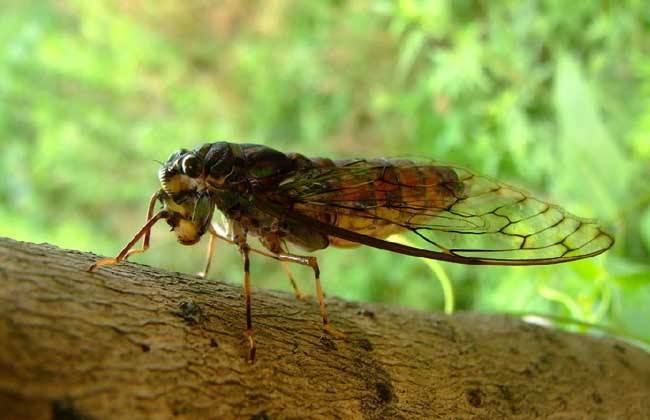 人工金蝉养殖新技术教程,抖音助农人工养殖金蝉