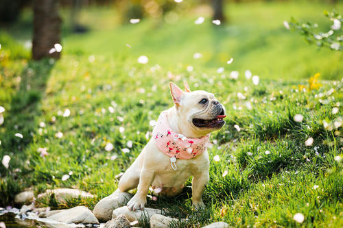 又温顺又好养又可爱的狗,又好养又好可爱的宠物狗