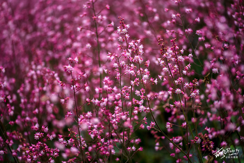 上海国际花展一览表,上海国际花展一览
