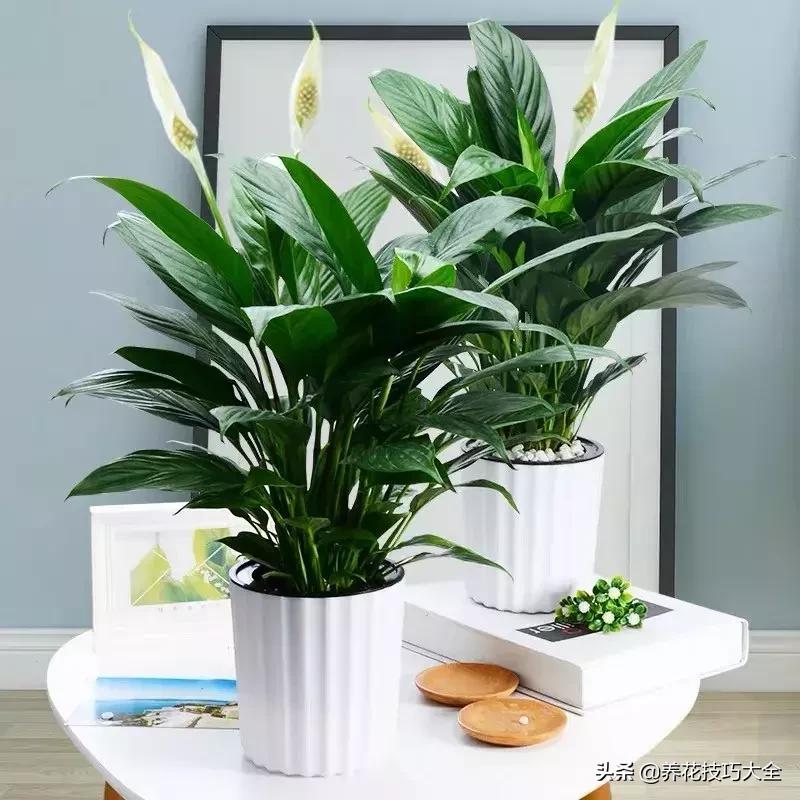 家里适合养几盆红掌,红掌养阳台招财吗