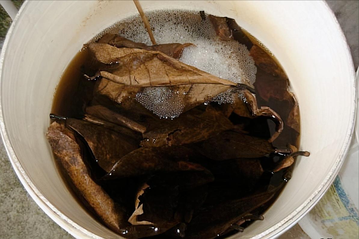 泰国斗鱼繁殖需要喂食吗,泰国斗鱼鱼苗多久可以开口喂食