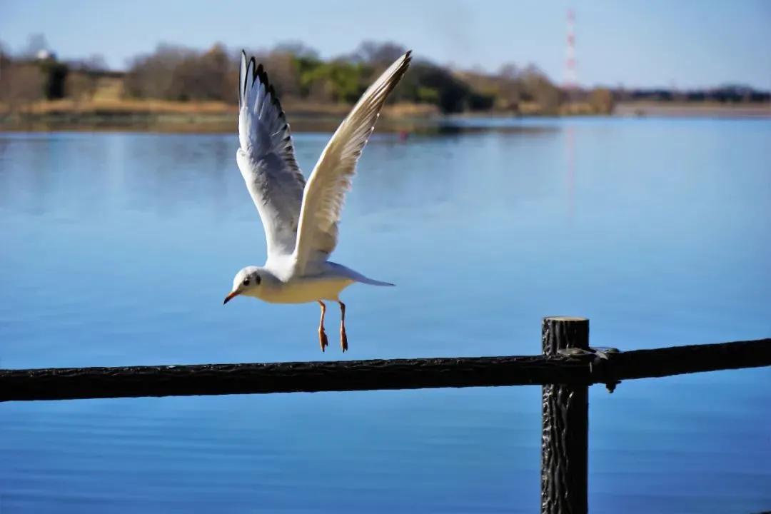 红嘴鸥到哪了,今年的红嘴鸥来了吗