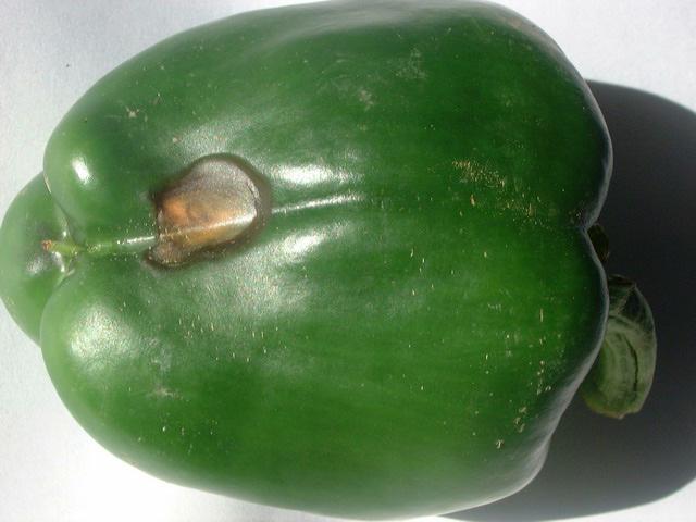辣椒脐腐病和软腐病的区别,辣椒茎基腐病害
