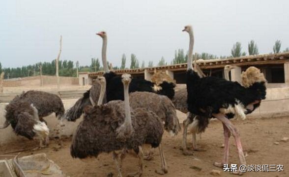 市场十几块一盒的鸡蛋,市场上几十块钱一只的是什么鸡