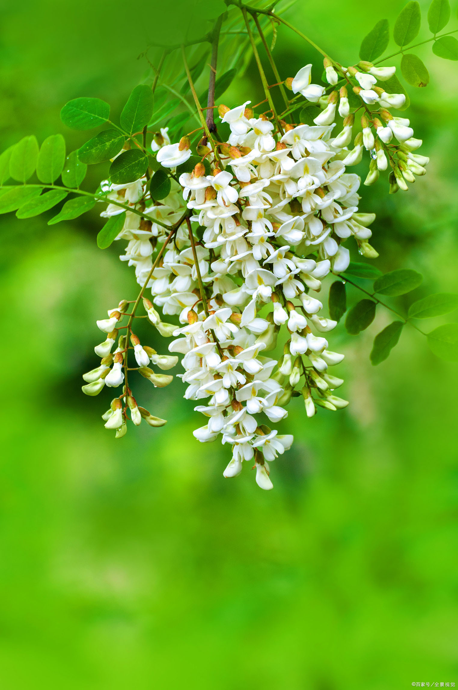 遥远的乡愁原文,遥远的乡愁1976